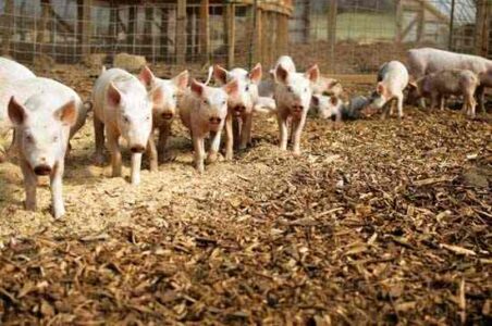 Preparing the Farm and Garden for Spring at Polyface Farm Image